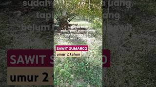 Sawit sumarco umur 2 tahunpetanisawitmilenial plants palmoil  sawit malaysia sawitsumarco [upl. by Marielle]