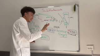 Diencephalon last part  Oraliq miya oxirgi qism Промежуточний мозг последний часть [upl. by Byrd]