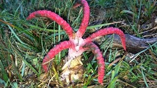 Clathrus archeri Devils Fingers  Octopus Stinkhorn fungi erupting from their eggs time lapse [upl. by Irrot825]