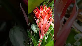 Bromeliad  Billbergia pyramidalis Blooms [upl. by Nnor]