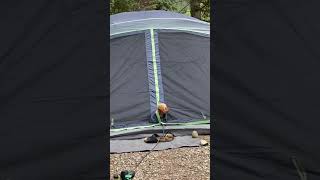 Toy Poodle sneaking out of tent poodle [upl. by Aknaib783]