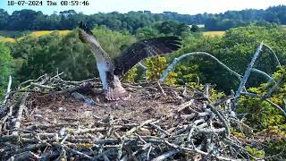 Poole Harbour Osprey Nest Camera 5R1 fledging 18th July [upl. by Tanberg629]