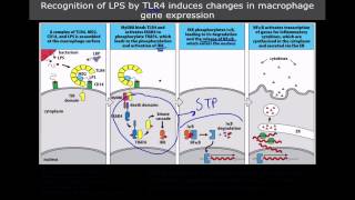 Immunology The Toll Like Receptors [upl. by Abdu]