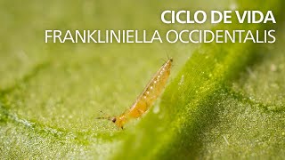 Ciclo de Vida  Frankliniella occidentalis [upl. by Oflunra]