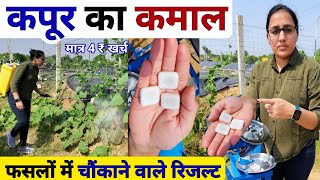 खेती में कपूर का कमाल । Best Organic Fungicide amp Insecticide  October me konsi sabji lagaye  kheti [upl. by Razaile]