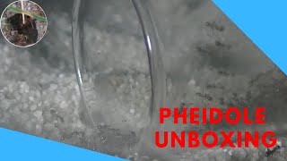 Pheidole megacephala Unboxing [upl. by Devinne]