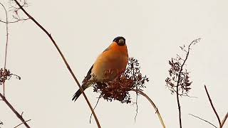 Birds Of Ireland  Stonechat Yellowhammer Bullfinch Great Tit Grey Wagtail Chaffinch [upl. by Barbette]