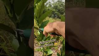 Parte 14 ejemplos de poda de árboles frutales cítricos de 1 año y medio poda podar [upl. by Akemit849]