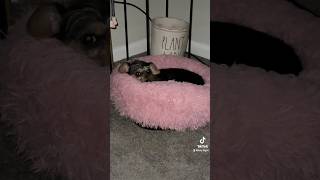 pets dogs doglover florida dachshund [upl. by Ellary]