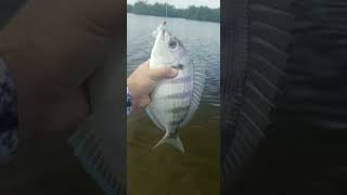 Have You Seen a LARGER Pinfish fishing saltyscales pinfish [upl. by Hcardahs]