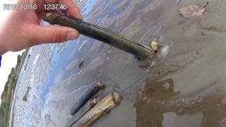 How to catch a Razor Fish  with salt [upl. by Isleen665]