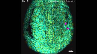 Convergence and extension in zebrafish [upl. by Oilalue]