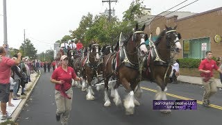 The Budweiser Clydesdale Horses [upl. by Assirok]