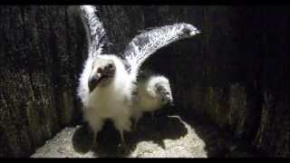 Turkey Vulture Chicks Hiss and Hiss [upl. by Stock627]