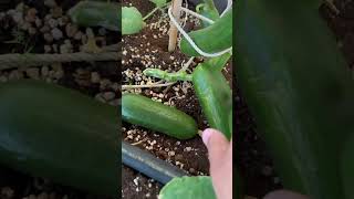 حصاد 2 🥒🌿 مزرعة اكسبلور زراعه زراعة نباتات garden زراعةمنزلية plants حصاد زراعةعضوية [upl. by Akiam]