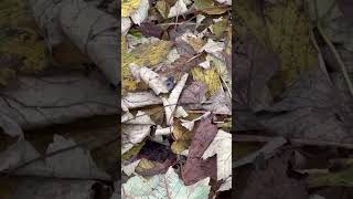 Blue Bottle Fly On Leaf Litter  Thornes Park insects nature [upl. by Nett100]