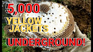 5000 Yellow Jackets UNDERGROUND Wasp Nest Removals [upl. by Herrle434]