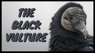 The Black Vulture Everything You Need To Know  Eating SoundCall Behavior Flying Habitat Ect [upl. by Wester]