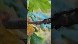 A colony of Large Oak Aphids being tended by Black Ants aphid ants [upl. by Hoskinson]