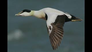 Eider Bird Call [upl. by Sum]