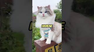 La 5 raza de gatos más hermosa de mundo felinos gatos viralvideo [upl. by Khichabia]