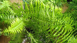 All about Pteris Vittata Fern🌱🌱🌱 [upl. by Adlih]