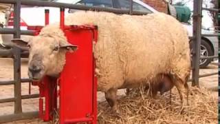 Calf amp Sheep Staller  Sheep Video [upl. by Lundin]