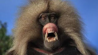 vegano DEMÔNIO de Dentes Enormes Conheça O Babuíno Gelada theropithecus Gelada baboon [upl. by Molton806]