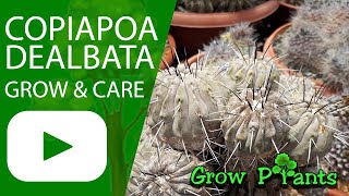 Copiapoa dealbata  grow amp care Globular cactus [upl. by Goldfinch]