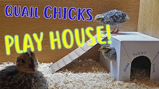 Quail chicks get a play house [upl. by Wieren505]