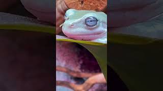 Blue eyed dumpy frog closeup [upl. by Branden57]