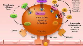 Antiplatelet vs Anticoagulant [upl. by Navannod]