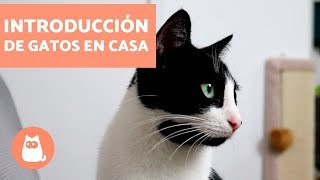 Cómo introducir un segundo gato en casa  Educador de Gats [upl. by Nakasuji431]