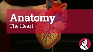 Anatomy The Heart [upl. by Eatnohs]