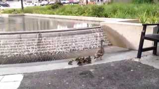 Ducklings crossing the road in the city So cute [upl. by Naeruat270]