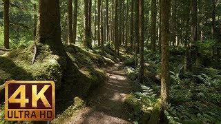 4K Virtual Forest Walk along Middle Fork Trail at Snoqualmie region Part 1 3 HR Relax Music [upl. by Janerich]