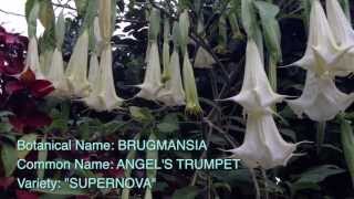 Brugmansia Supernova [upl. by Sioled]