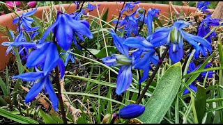 Scilla siberica a plant blooming with intensely blue flowers for gardens in UK and USDA 2 to 8 [upl. by Allenaj]