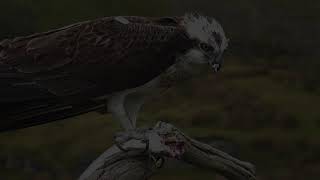 Bywyd Gwyllt Glaslyn Wildlife  Ffrwd Byw  Live Stream 2 [upl. by Thaddeus]