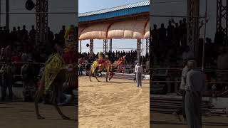 International Pushkar fair 2024  camel decoration competition [upl. by Raines]