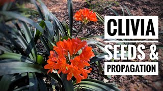 Growing Clivias from seed  Care Guide [upl. by Helse]