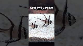 Kauderns Cardinalfish  Quick Marine Fish Showcase fishtank aquariumlife aquarium liveaquaria [upl. by Eilis]