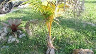 Coconut Palms Part 2  Potting Up and Care For Juveniles [upl. by Ancell637]