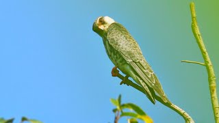 Flight to Freedom  The Amur Falcon Story [upl. by Lienhard]