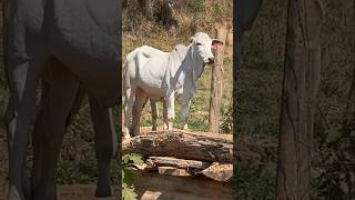 Recria das Bezerras Para Reposição de Matrizes nelore fazenda vaca pecuaria agro roça [upl. by Ellennad]