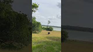 Wild boar in Wilpattu National Park Sri Lanka 🐖🐖 [upl. by Alliw]