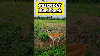 Satpura Tiger Reserve  Friendly Black Buck😍  Parsa Pani  Pathai Gate blackbuck wildlife [upl. by Arika]