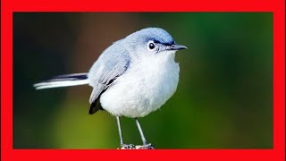 Bluegray Gnatcatcher Song Bluegray Gnatcatcher Call  Perlita Común Canto  Polioptila Caerulea [upl. by Ebenezer480]