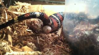 Snake egg Arizona Milksnake Lampropeltis triangulum [upl. by Abagail]