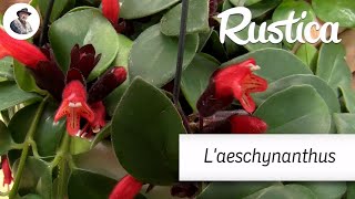 Cultiver laeschynanthus [upl. by Nytsirt]